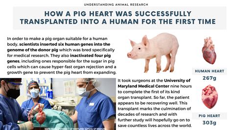 are pigs hearts similar to humans